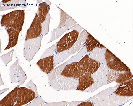 HUABIO HA750244 image 3