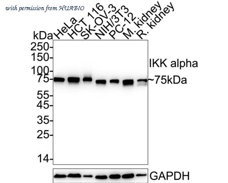 HUABIO HA750246 image 1