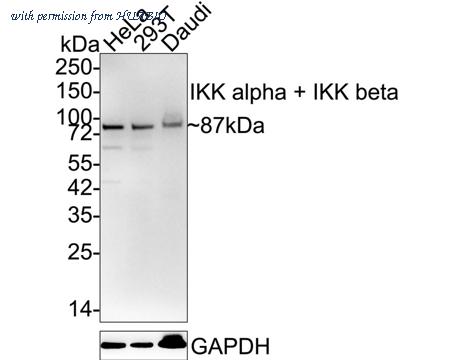 HUABIO HA750248 image 1