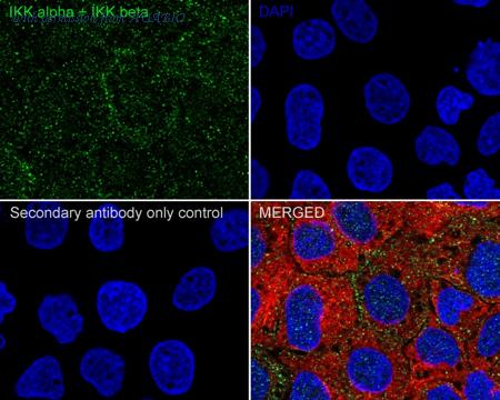 HUABIO HA750248 image 3