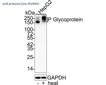 HUABIO HA750249 image 1