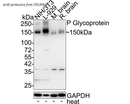 HUABIO HA750249 image 2