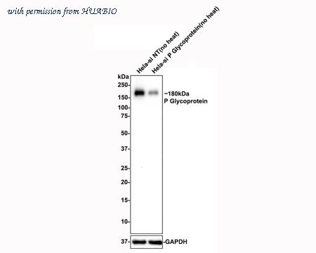 HUABIO HA750249 image 3