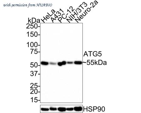 HUABIO HA750251 image 2