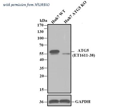 HUABIO HA750251 image 3