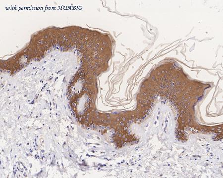 HUABIO HA750256 image 3