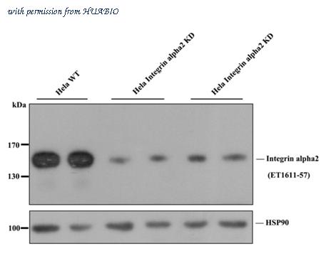 HUABIO HA750263 image 1