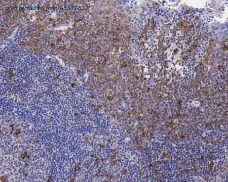 HUABIO HA750266 image 2