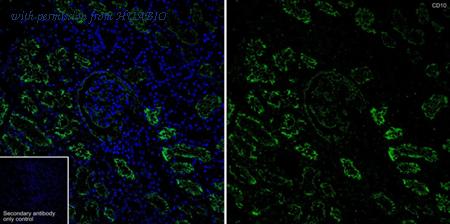 HUABIO HA750273 image 3