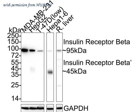 HUABIO HA750276 image 2