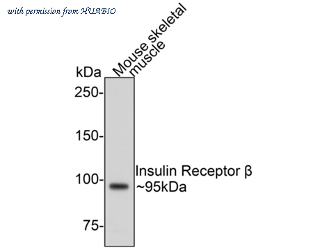 HUABIO HA750276 image 3