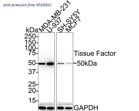 HUABIO HA750278 image 1