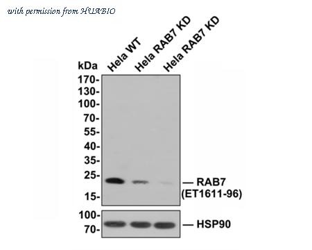 HUABIO HA750279 image 2