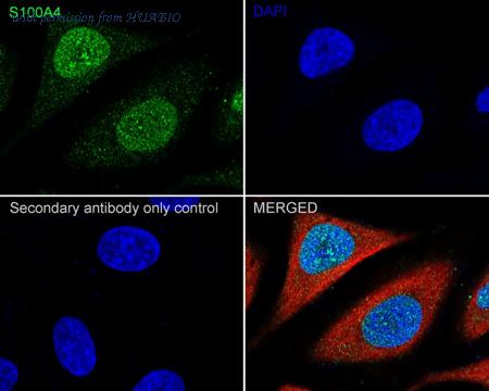 HUABIO HA750282 image 3