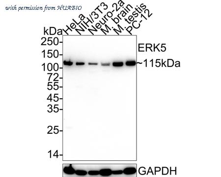 HUABIO HA750299 image 1