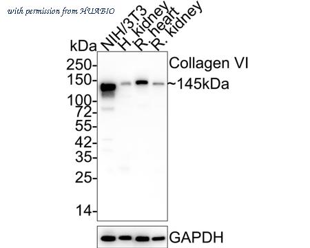 HUABIO HA750305 image 1