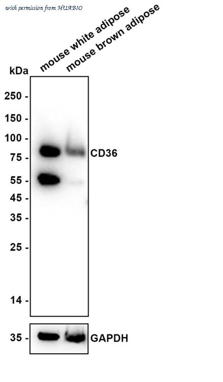 HUABIO HA750307 image 1
