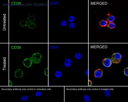 HUABIO HA750307 image 2