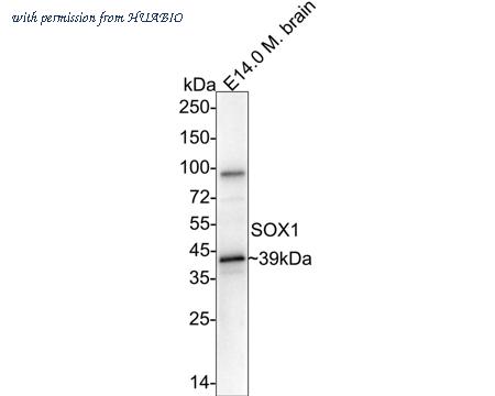 HUABIO HA750308 image 1