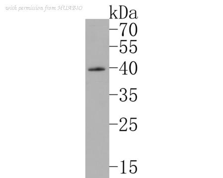 HUABIO HA750308 image 2
