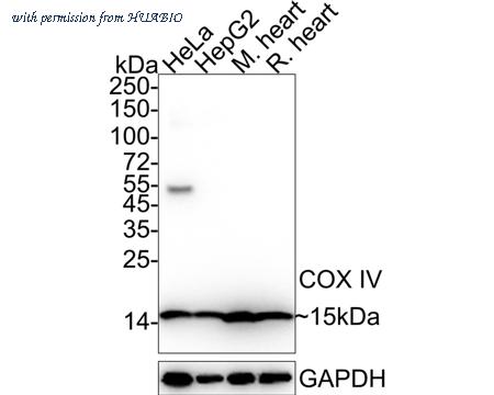 HUABIO HA750317 image 1