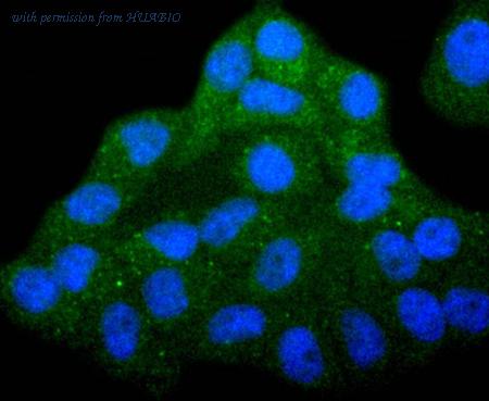 HUABIO HA750317 image 2