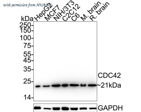 HUABIO HA750320 image 1