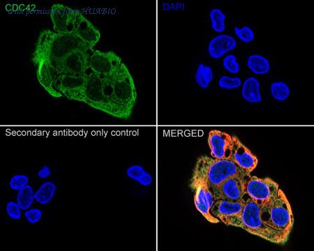 HUABIO HA750320 image 2