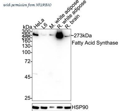 HUABIO HA750327 image 3