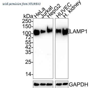 HUABIO HA750328 image 1