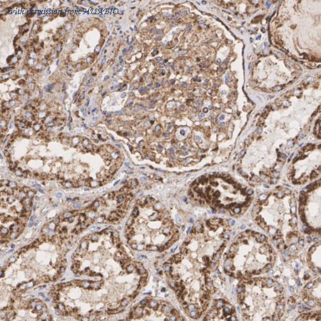 HUABIO HA750328 image 3