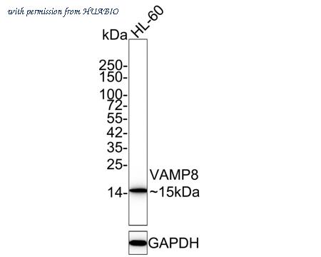 HUABIO HA750334 image 1
