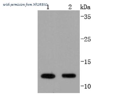 HUABIO HA750334 image 2