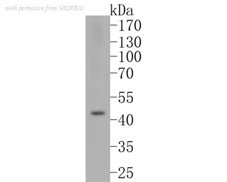 HUABIO HA750335 image 1