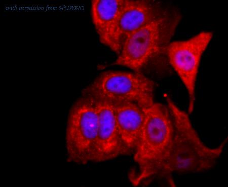 HUABIO HA750335 image 2