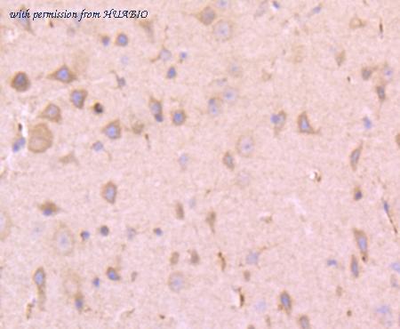 HUABIO HA750338 image 2