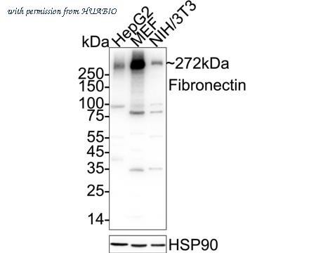HUABIO HA750340 image 2