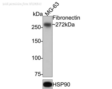 HUABIO HA750340 image 3