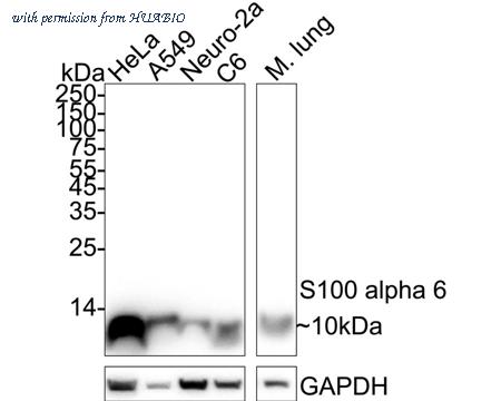 HUABIO HA750342 image 1