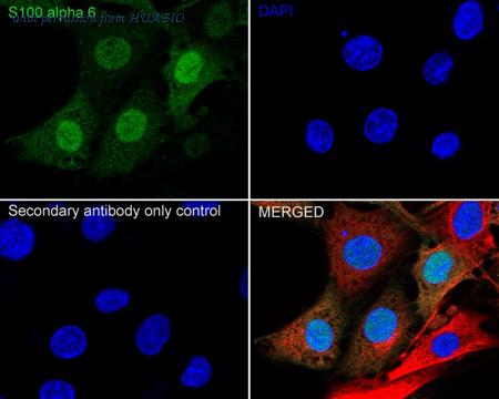 HUABIO HA750342 image 3