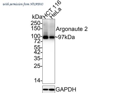 HUABIO HA750344 image 2