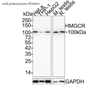 HUABIO HA750345 image 1