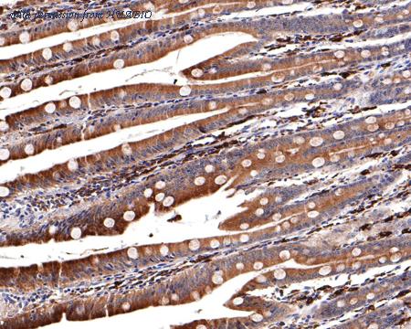 HUABIO HA750345 image 3