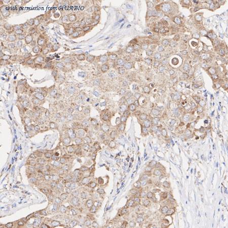 HUABIO HA750349 image 3