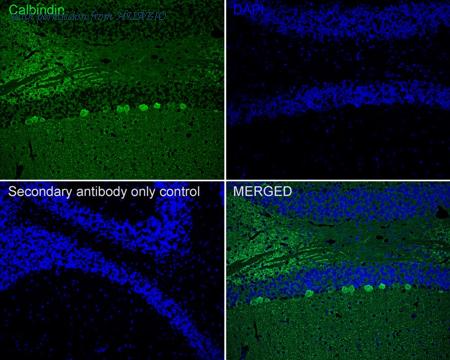 HUABIO HA750351 image 2