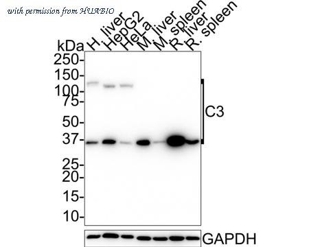 HUABIO HA750367 image 1