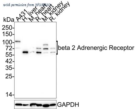 HUABIO HA750368 image 2