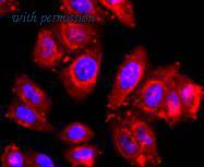 HUABIO HA750370 image 2