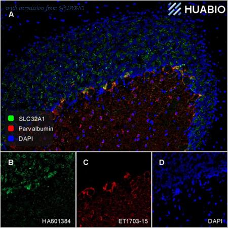 HUABIO HA750371 image 2