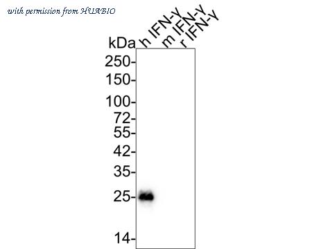 HUABIO HA750373 image 1